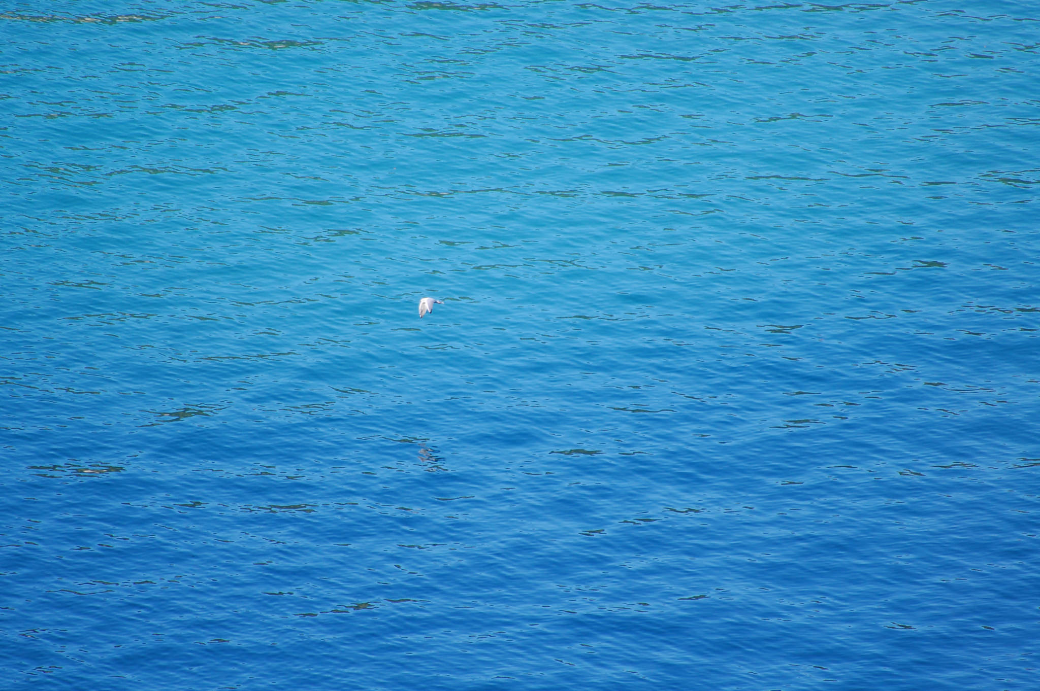 Seagull flying over deep blue ocean water