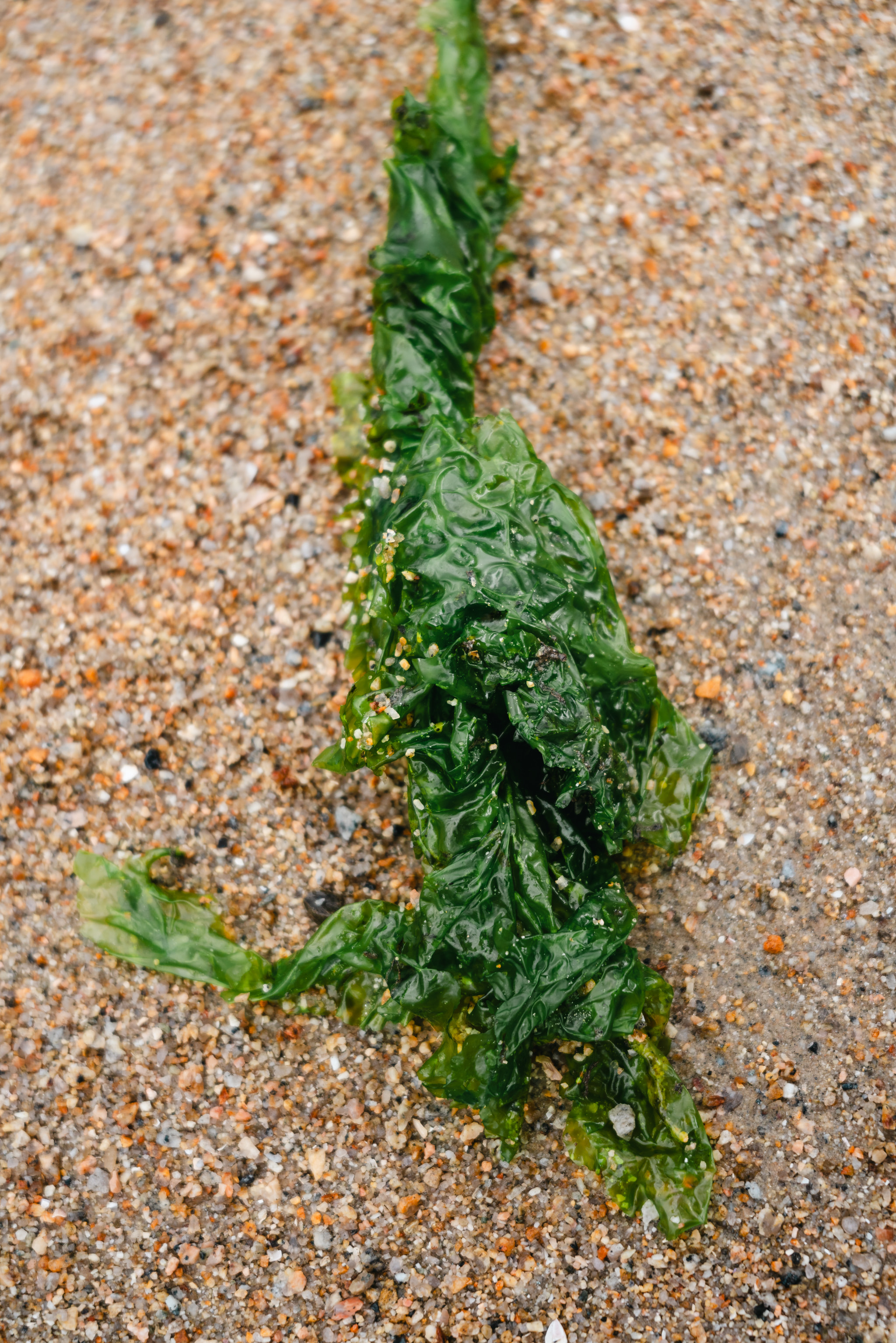 Green seaweed on sandy beach