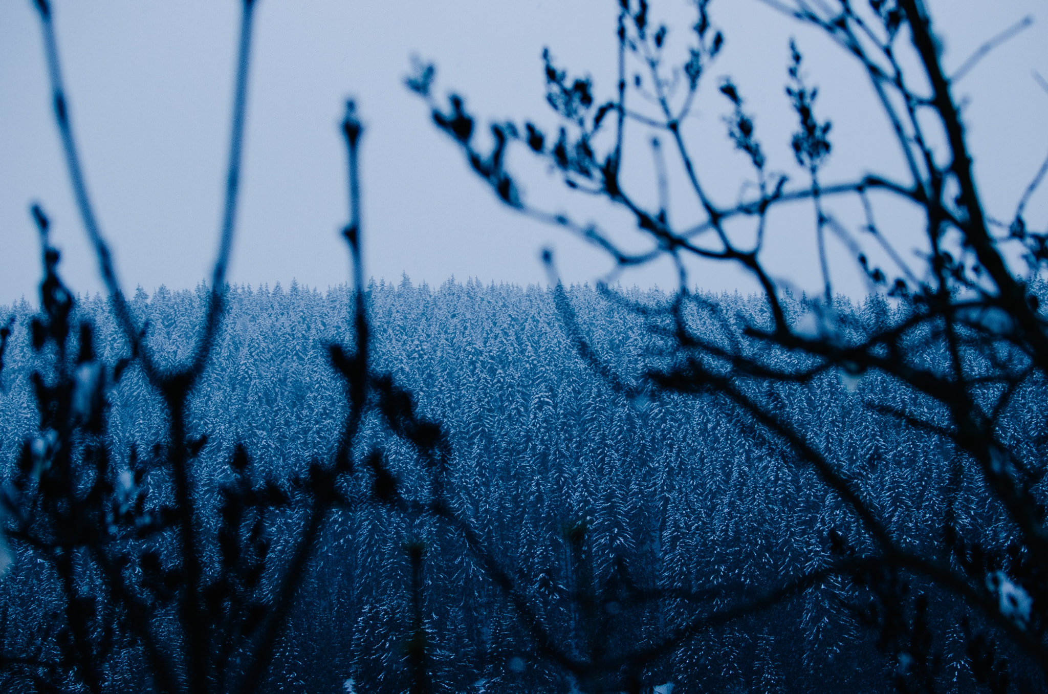 Snow-covered forest viewed through silhouetted winter branches