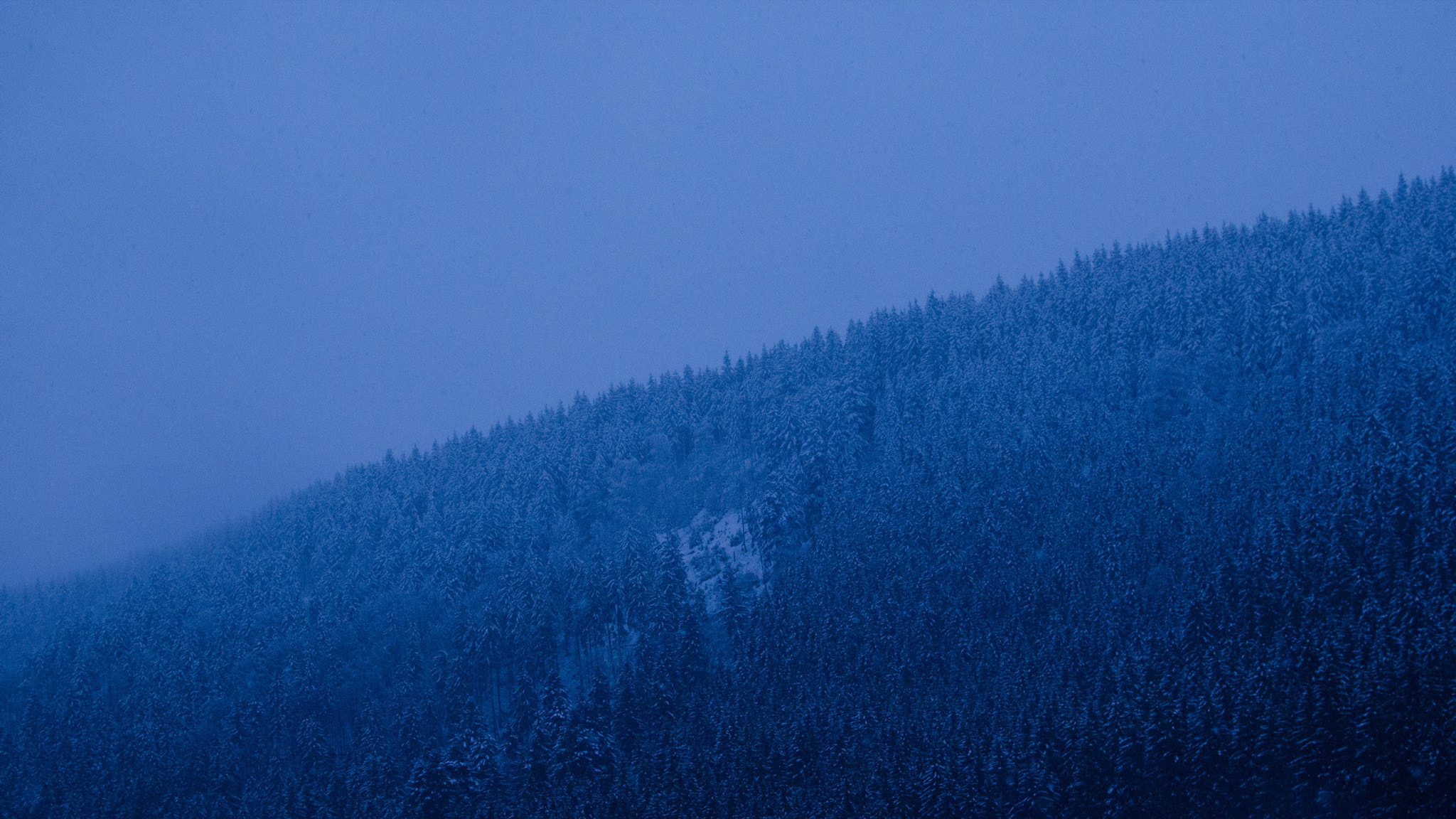 Snow-covered evergreen forest on mountain slope in blue twilight