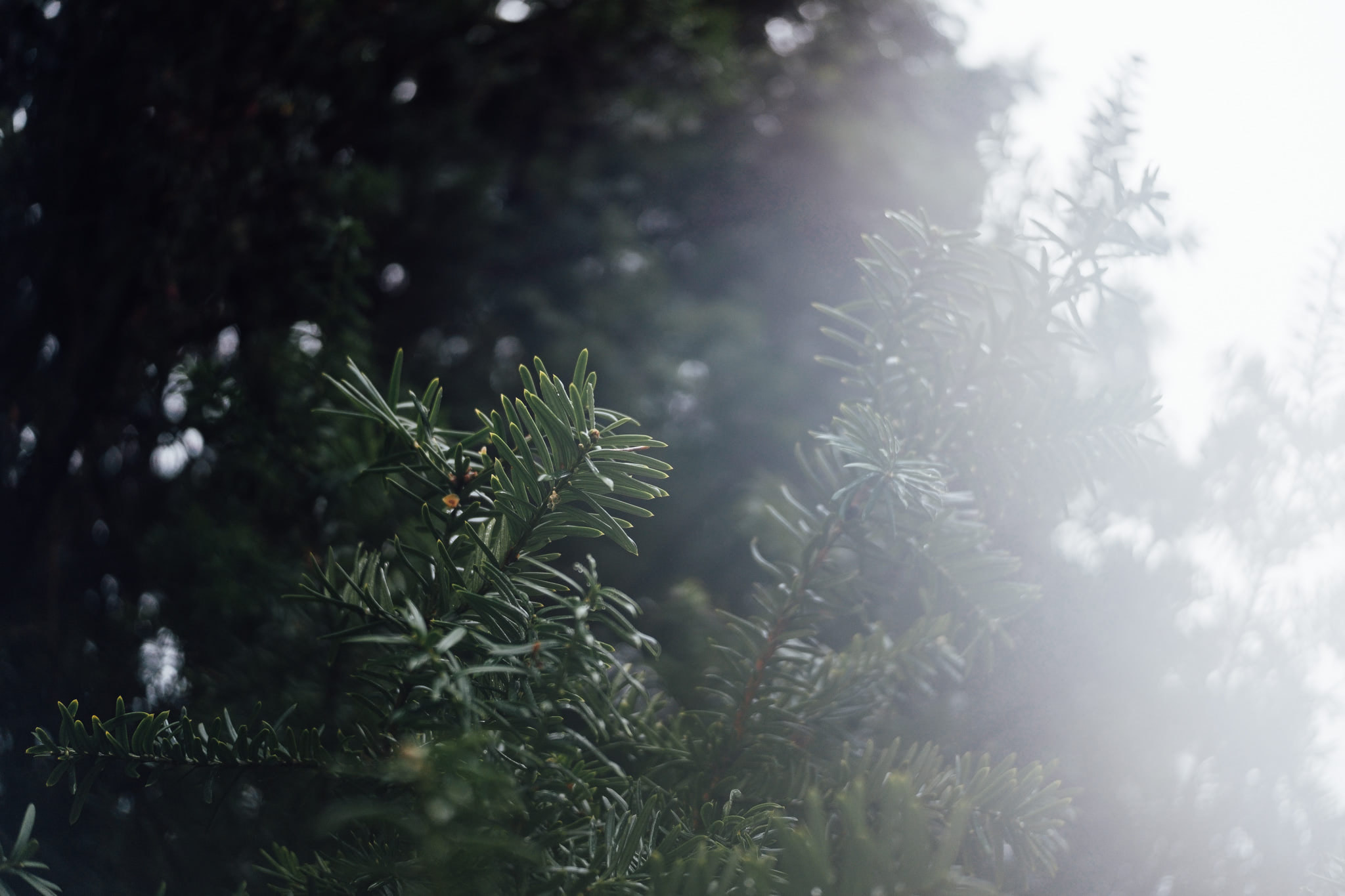 Sunlit conifer branches with backlit needles and bokeh background