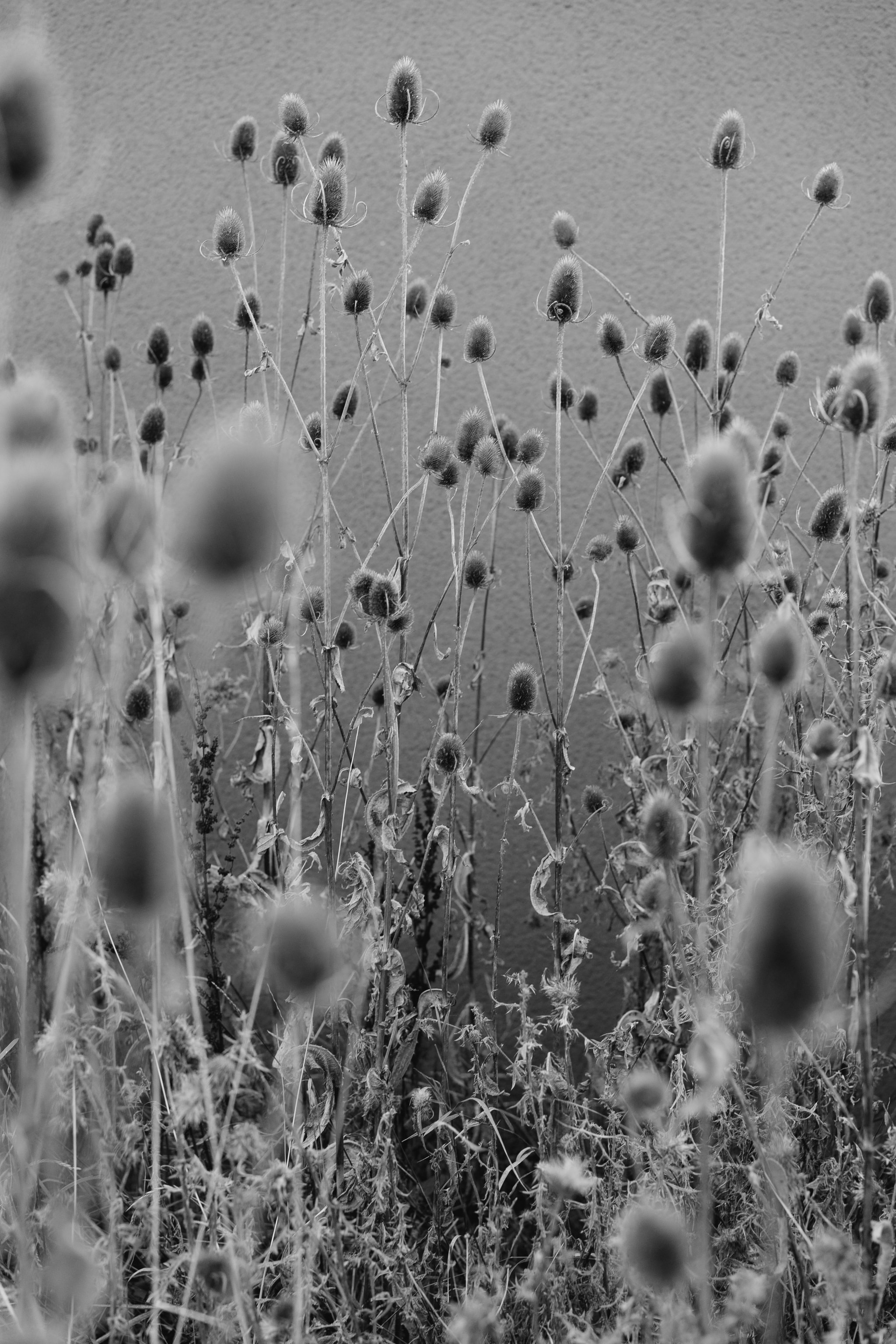 Black and white photograph of wild teasel plants against a textured wall