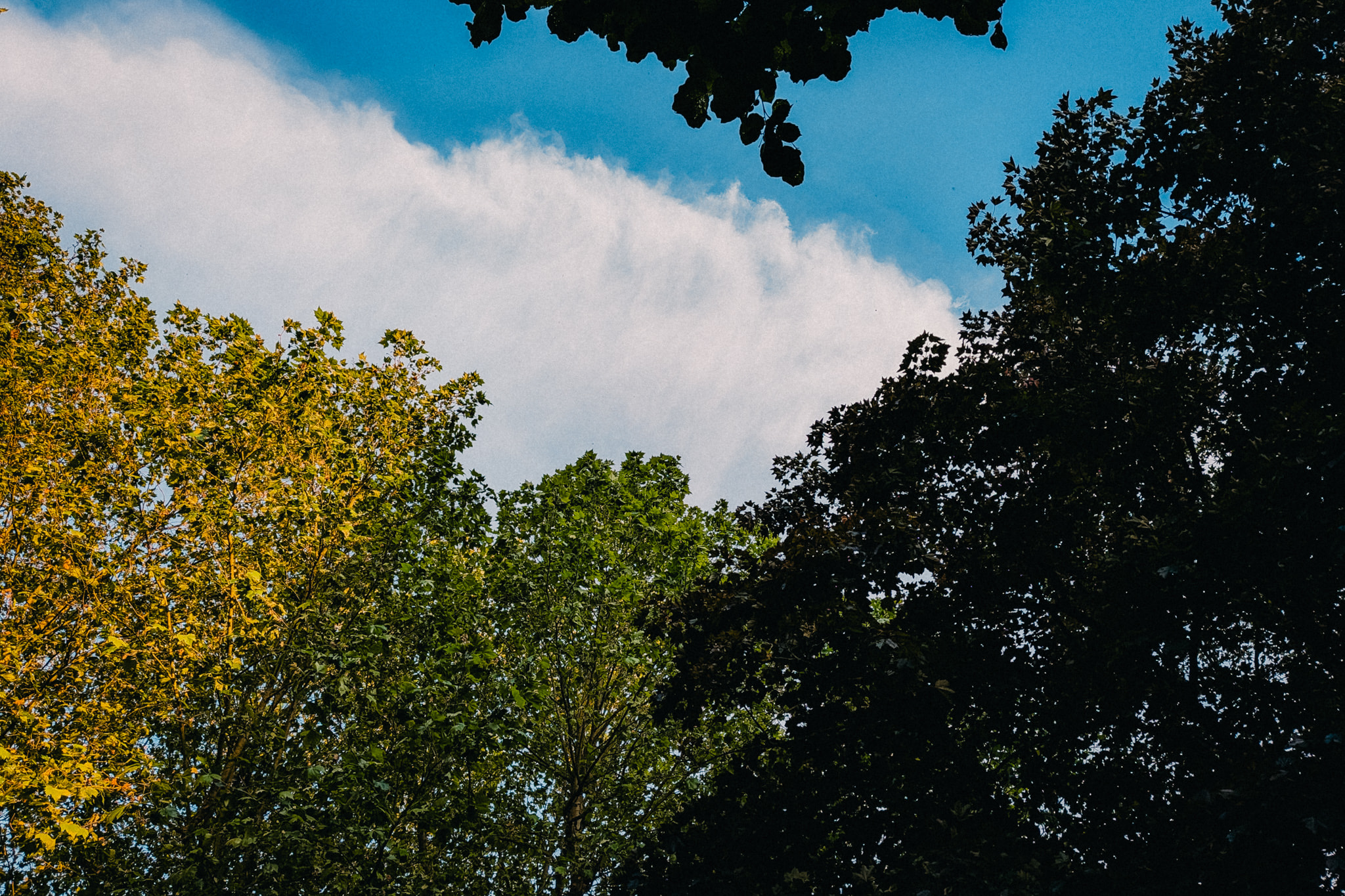 Canopy of green and yellow trees against blue sky with clouds