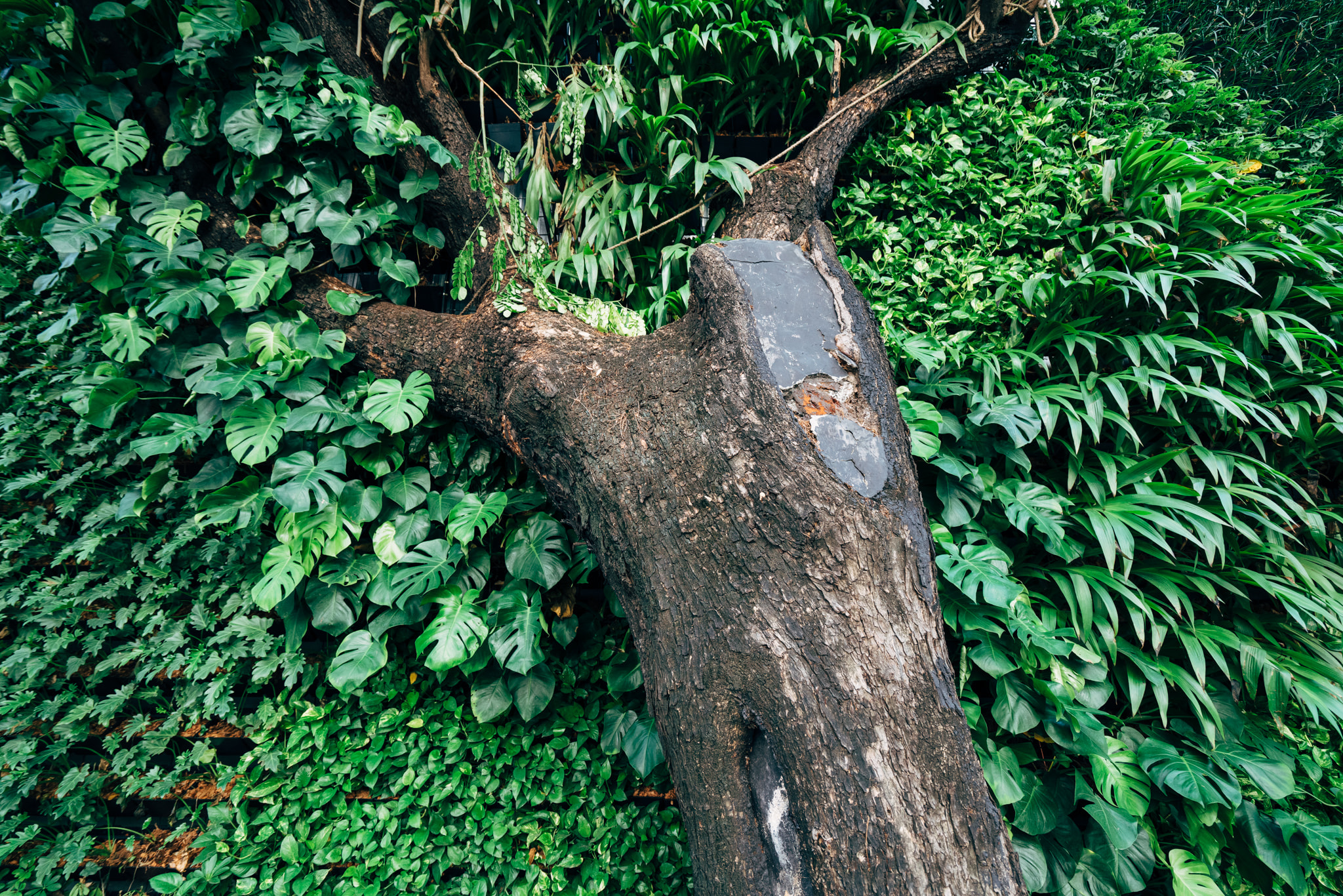 Large tree trunk with dense green foliage wall