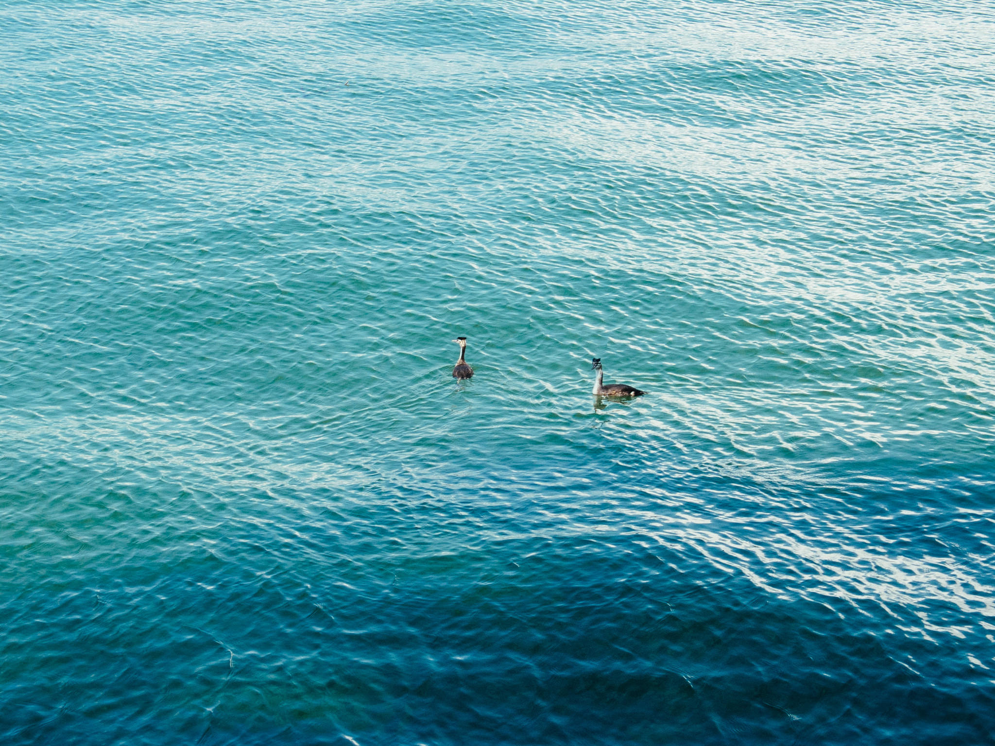 Two ducks swimming in turquoise ocean water