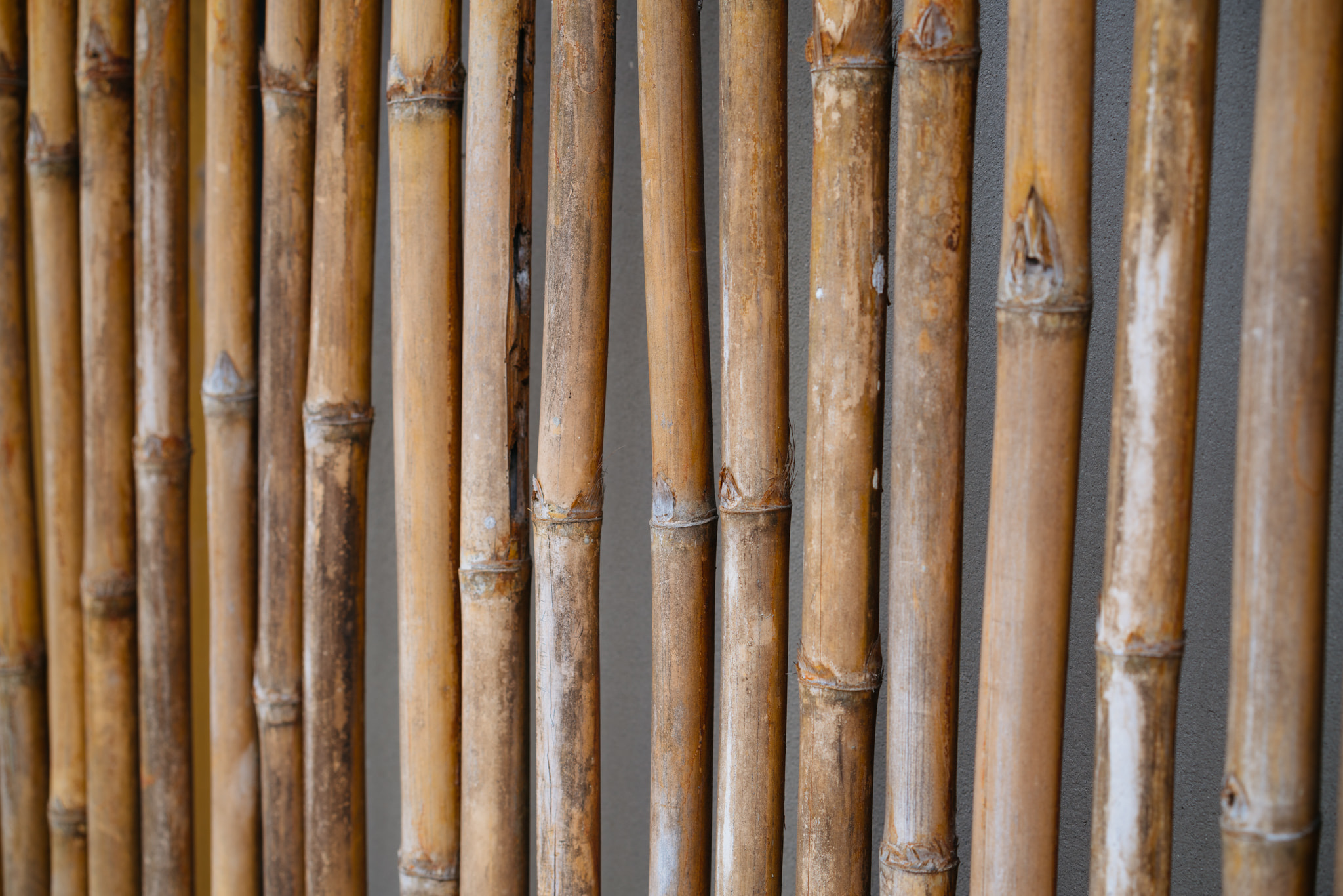 vertical bamboo poles forming a natural fence