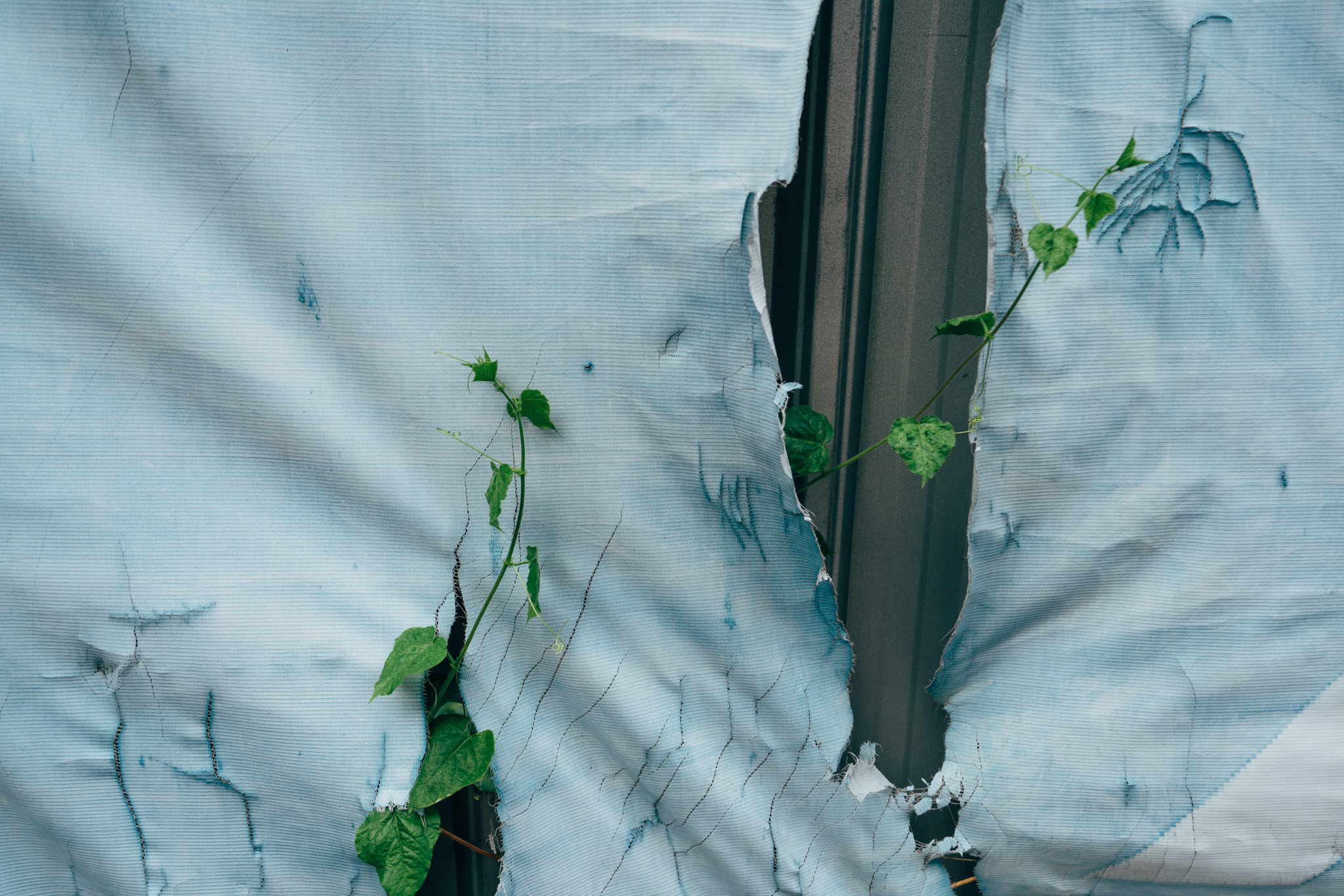 Green vines growing through torn blue tarp on building exterior