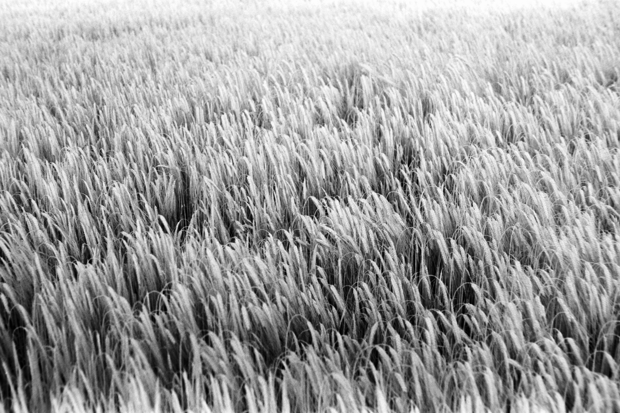 Vast field of ripe wheat swaying in the wind