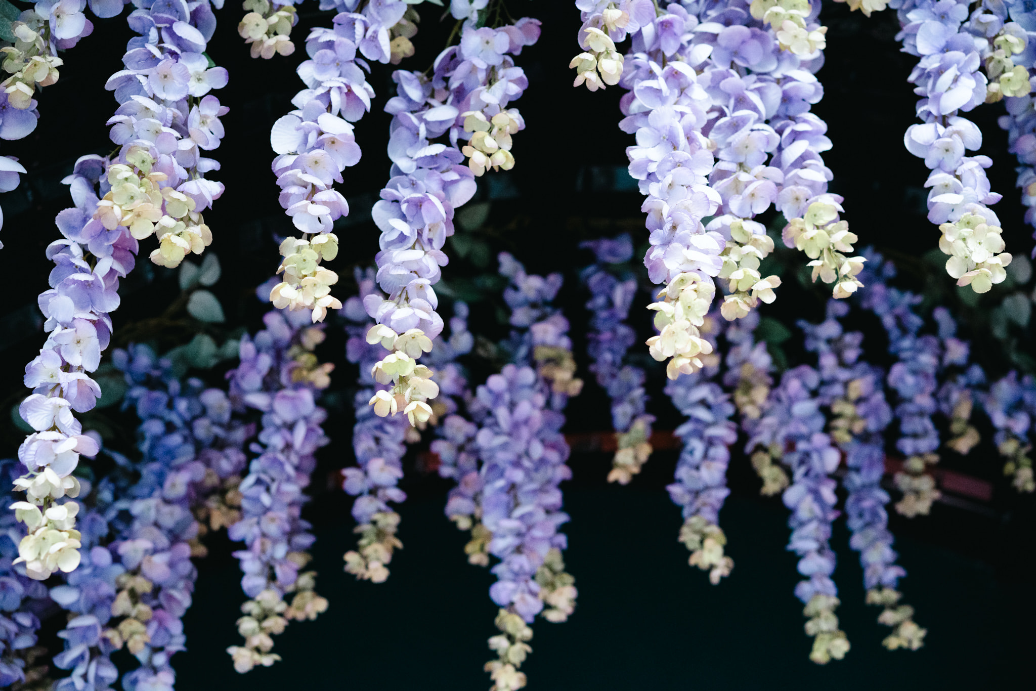 Hanging clusters of purple and white wisteria flowers against dark background