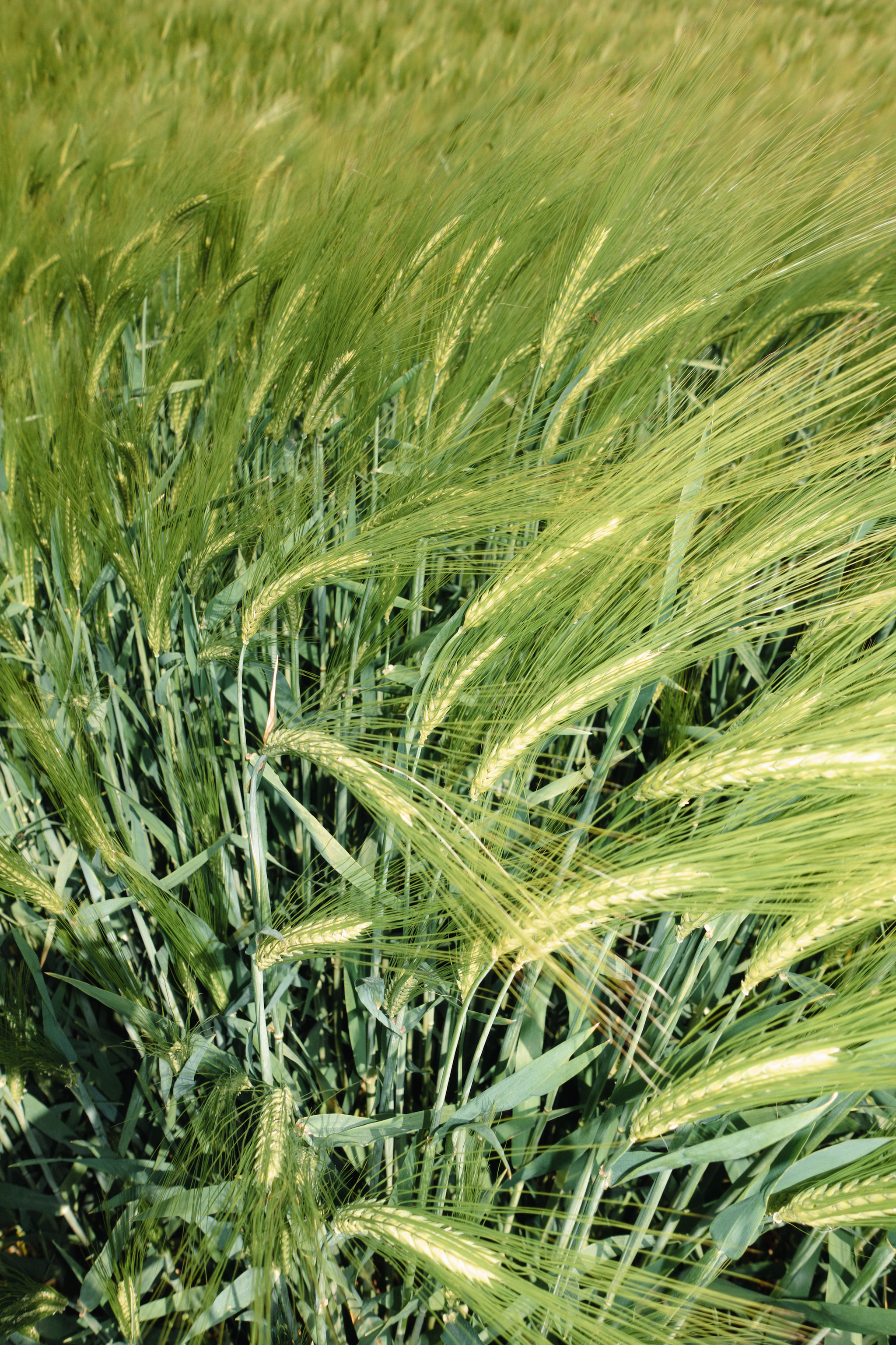 Close-up of vibrant green barley stalks swaying in a farm field