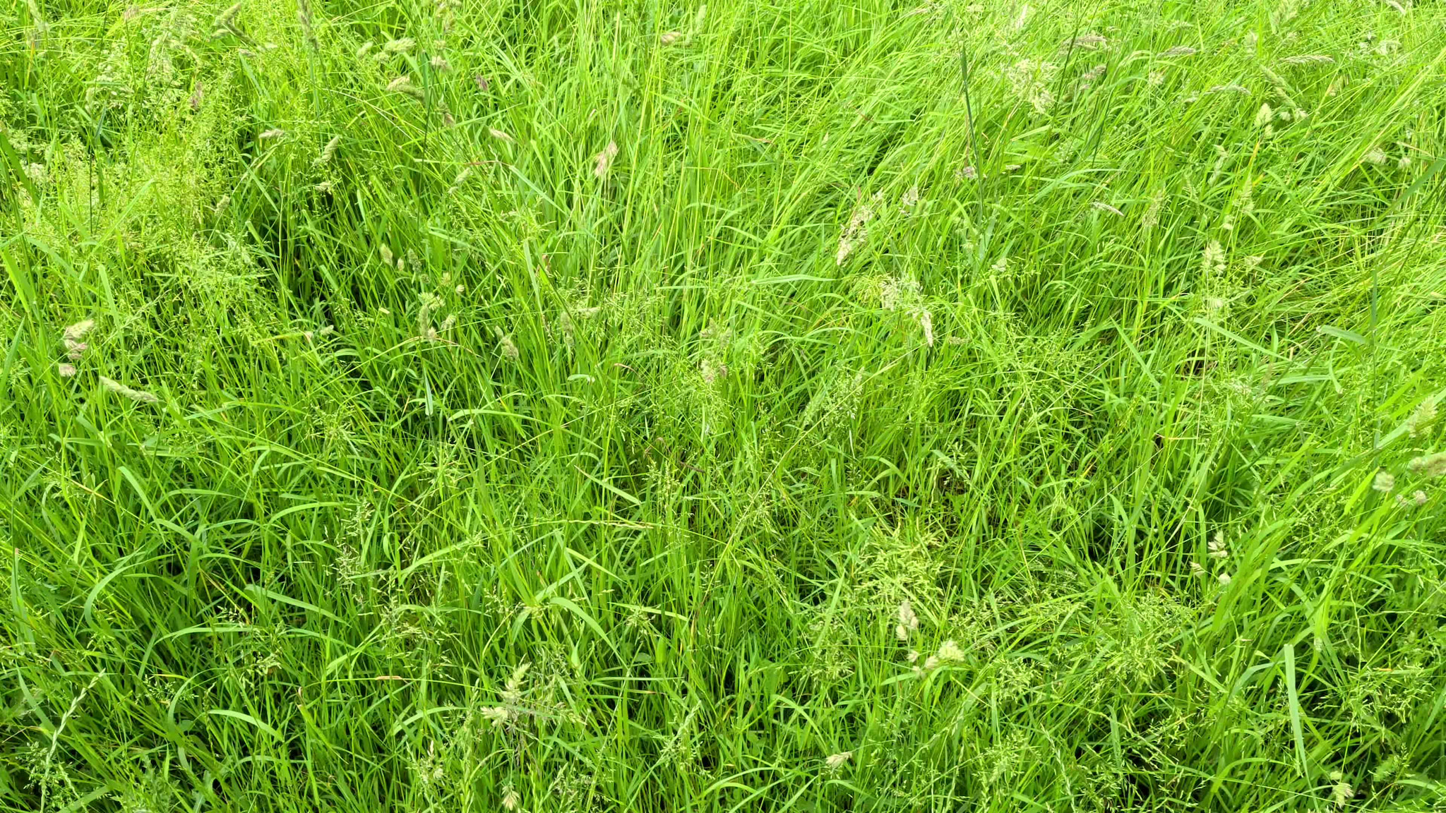 A close-up view of vibrant green field grass with varied textures.