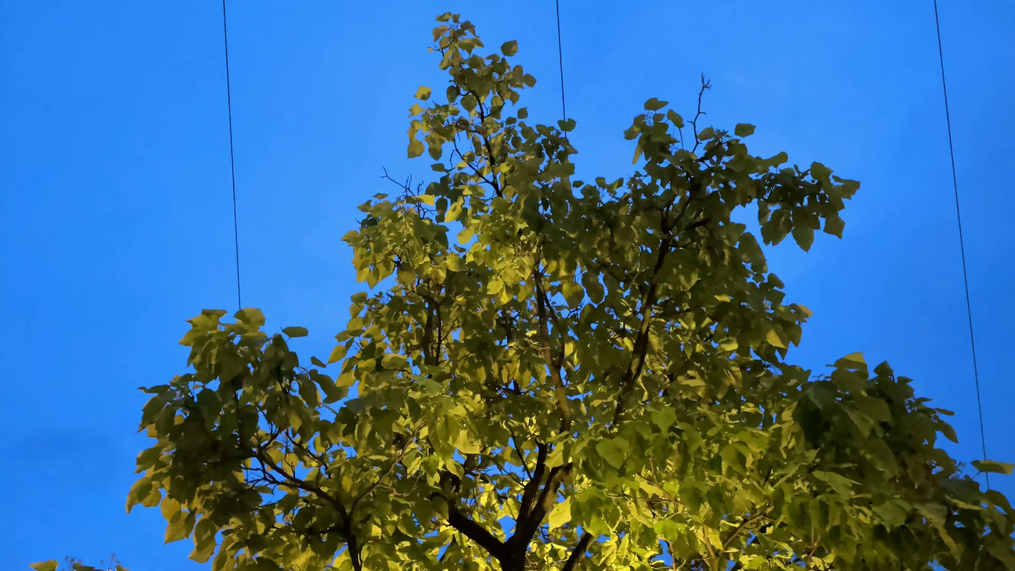 A leafy tree silhouette against a vibrant blue twilight sky with overhead power lines.