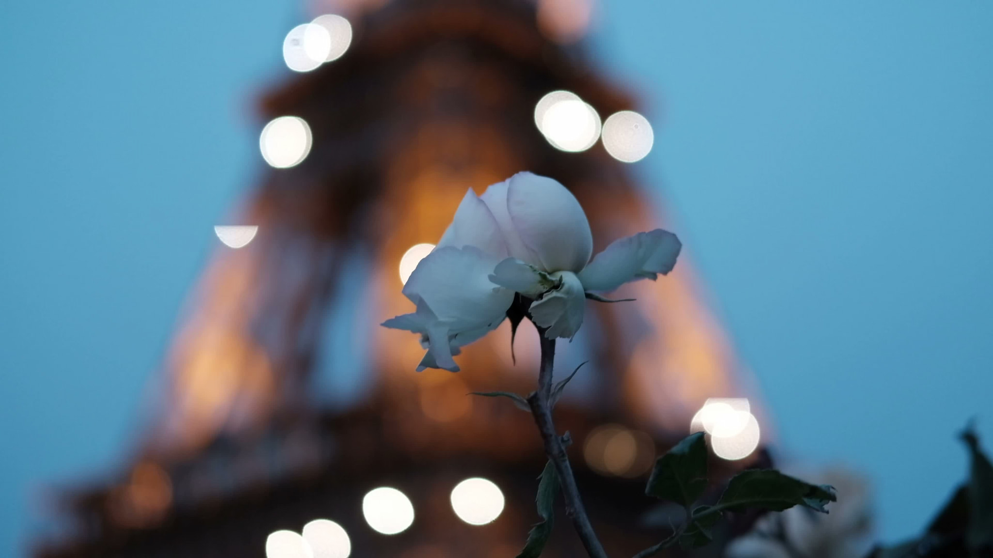 A single white rose in focus against a blurred, glowing iron tower at twilight in Paris.