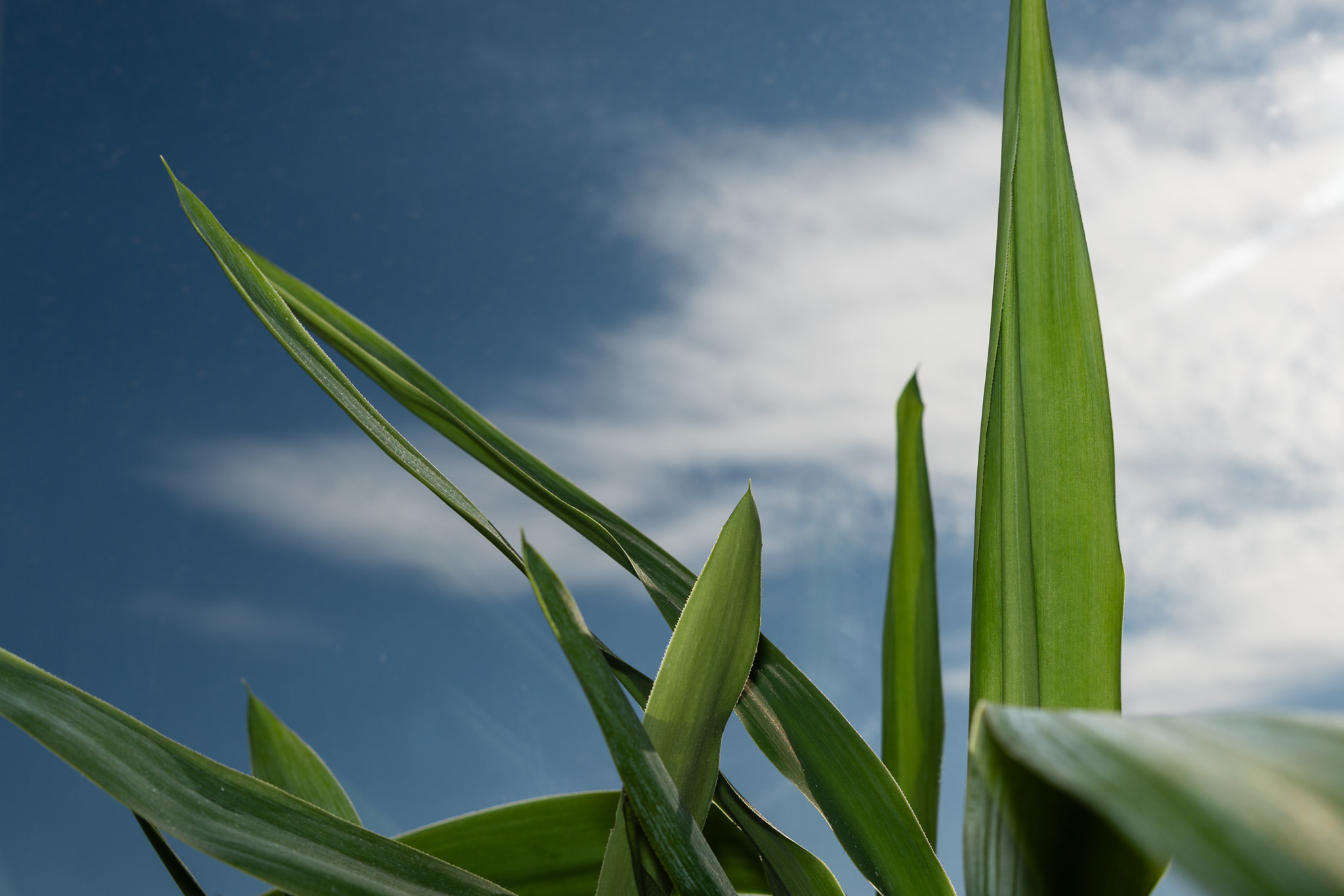 Green leaf blades pointing upward against a blue sky with wispy clouds.