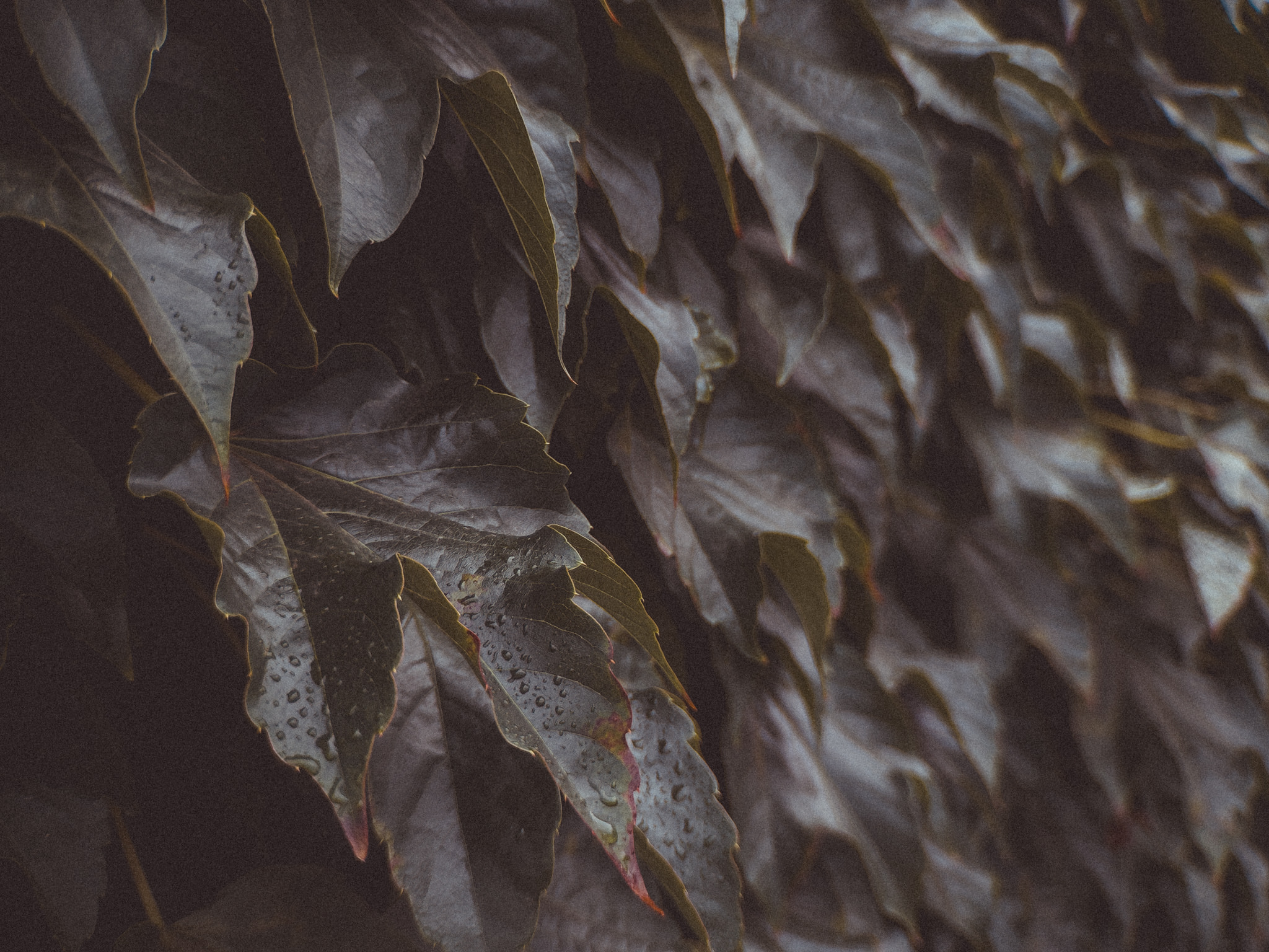 Close-up of dark, rain-covered ivy leaves layered on a wall