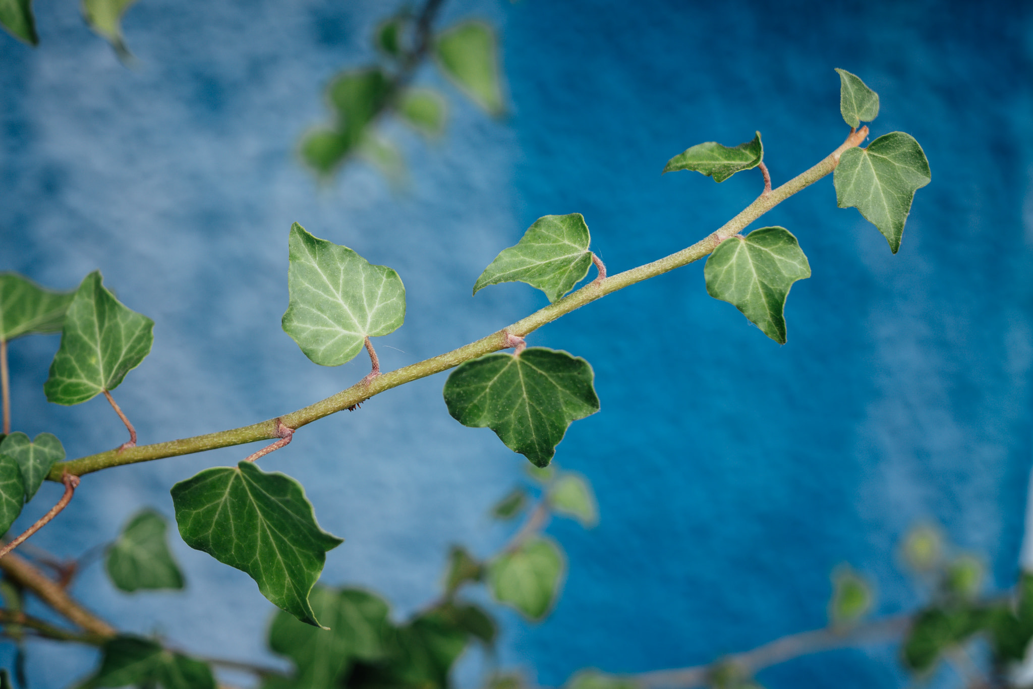 A close-up of a vibrant ivy vine stem with green leaves against a blurred blue background.