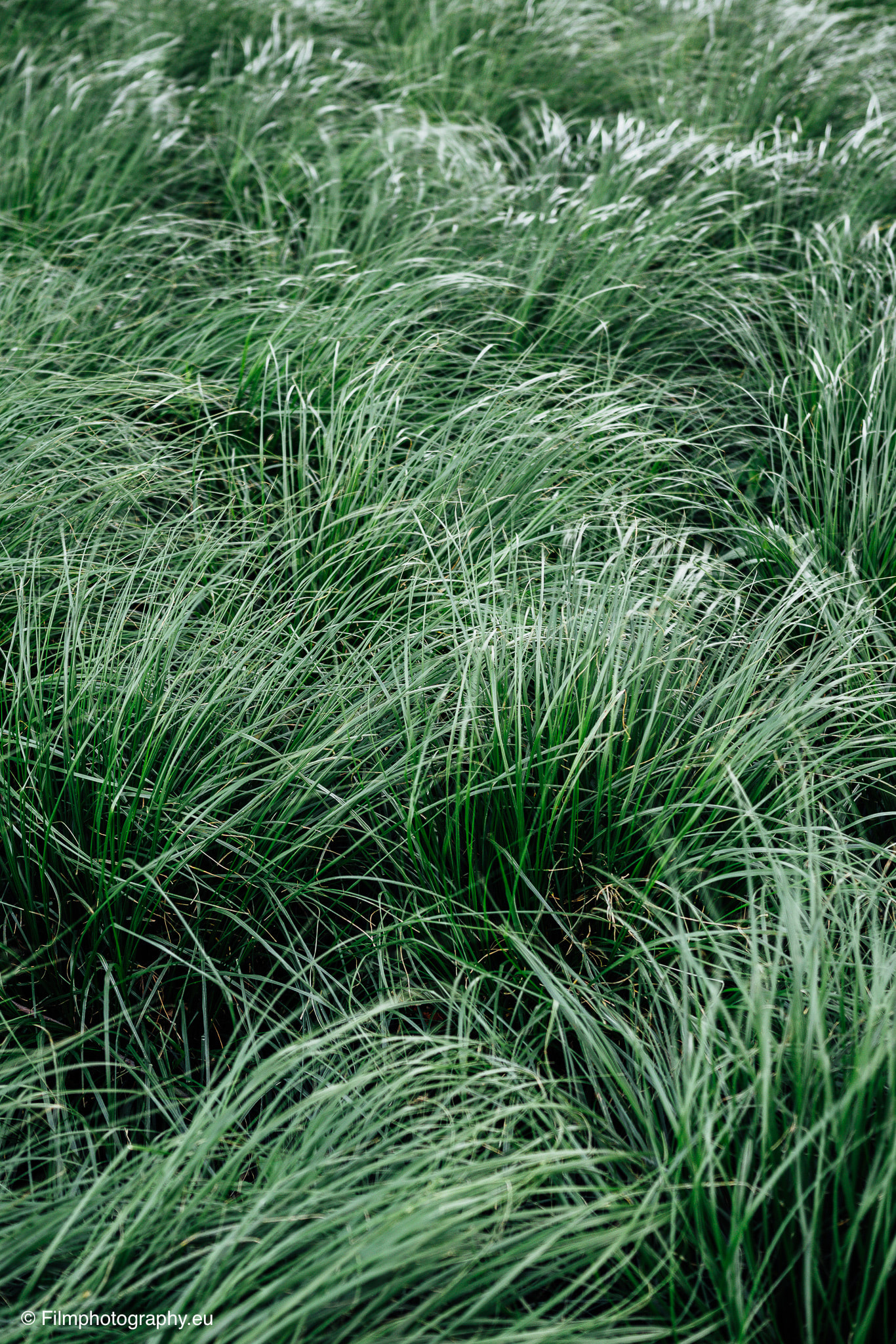 Close-up view of lush green grass blades swaying in the wind.
