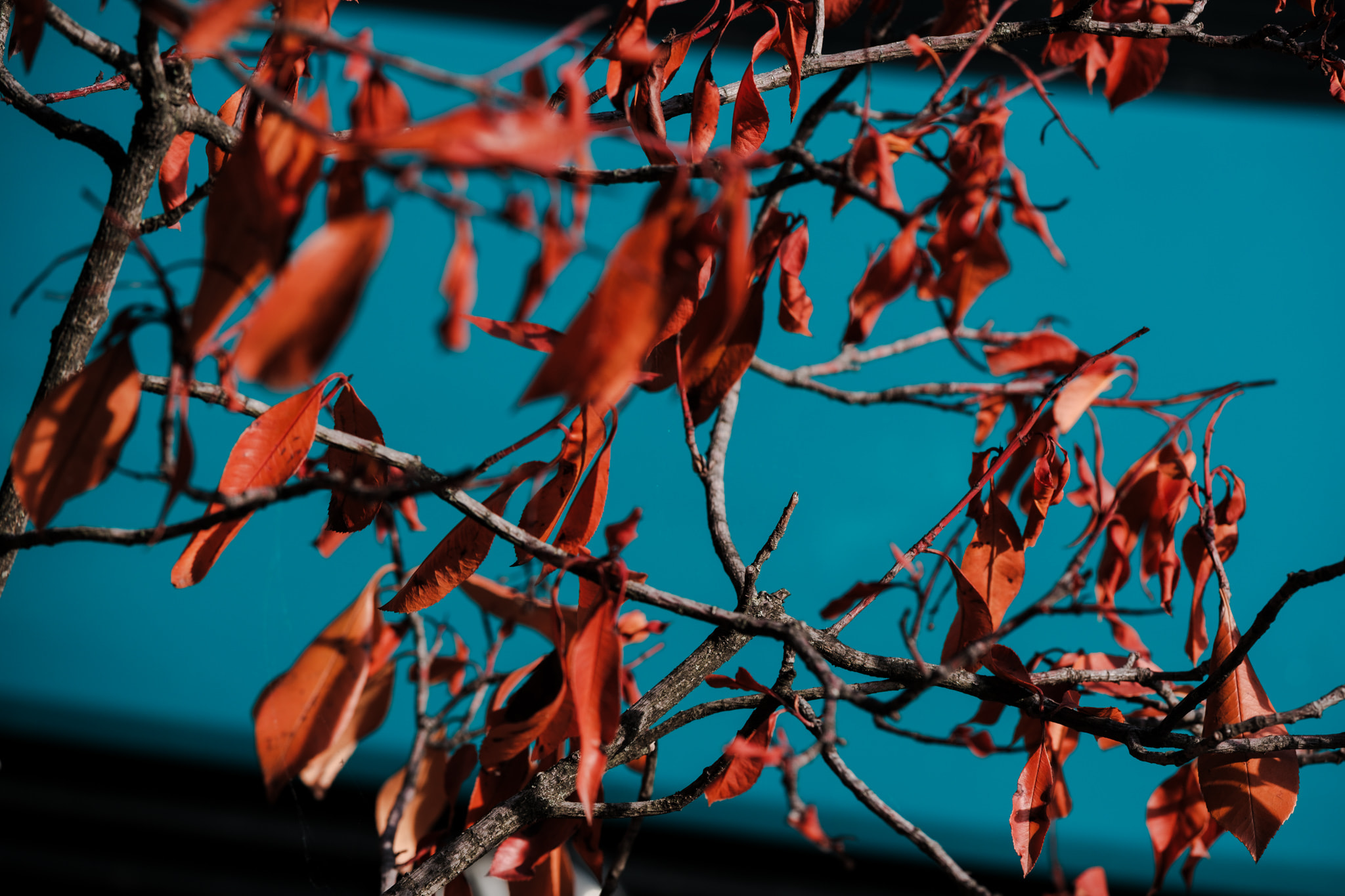 Dried reddish-brown leaves on thin tree branches against blurred turquoise background