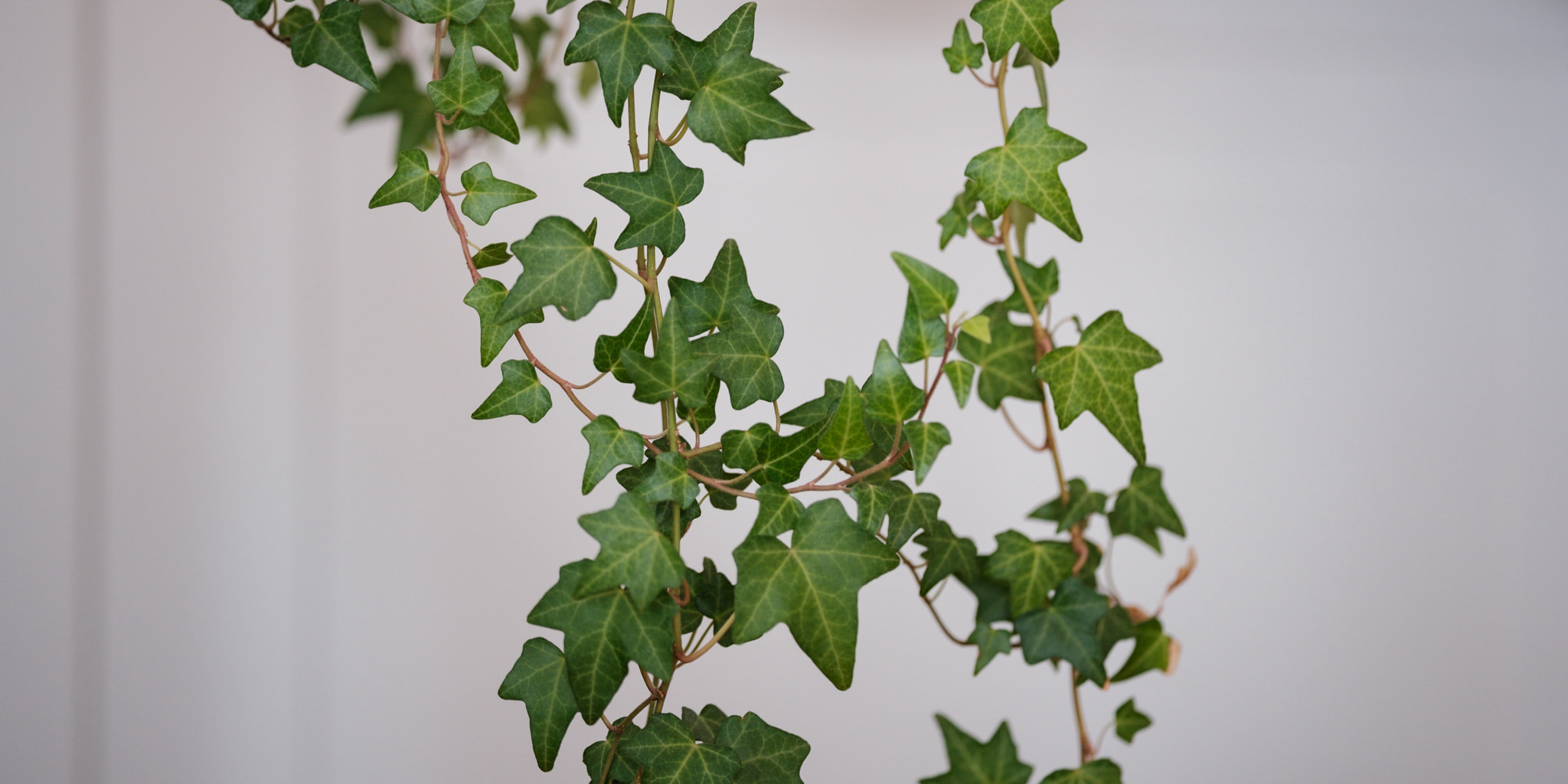 Trailing English ivy vine with green star-shaped leaves against soft white wall