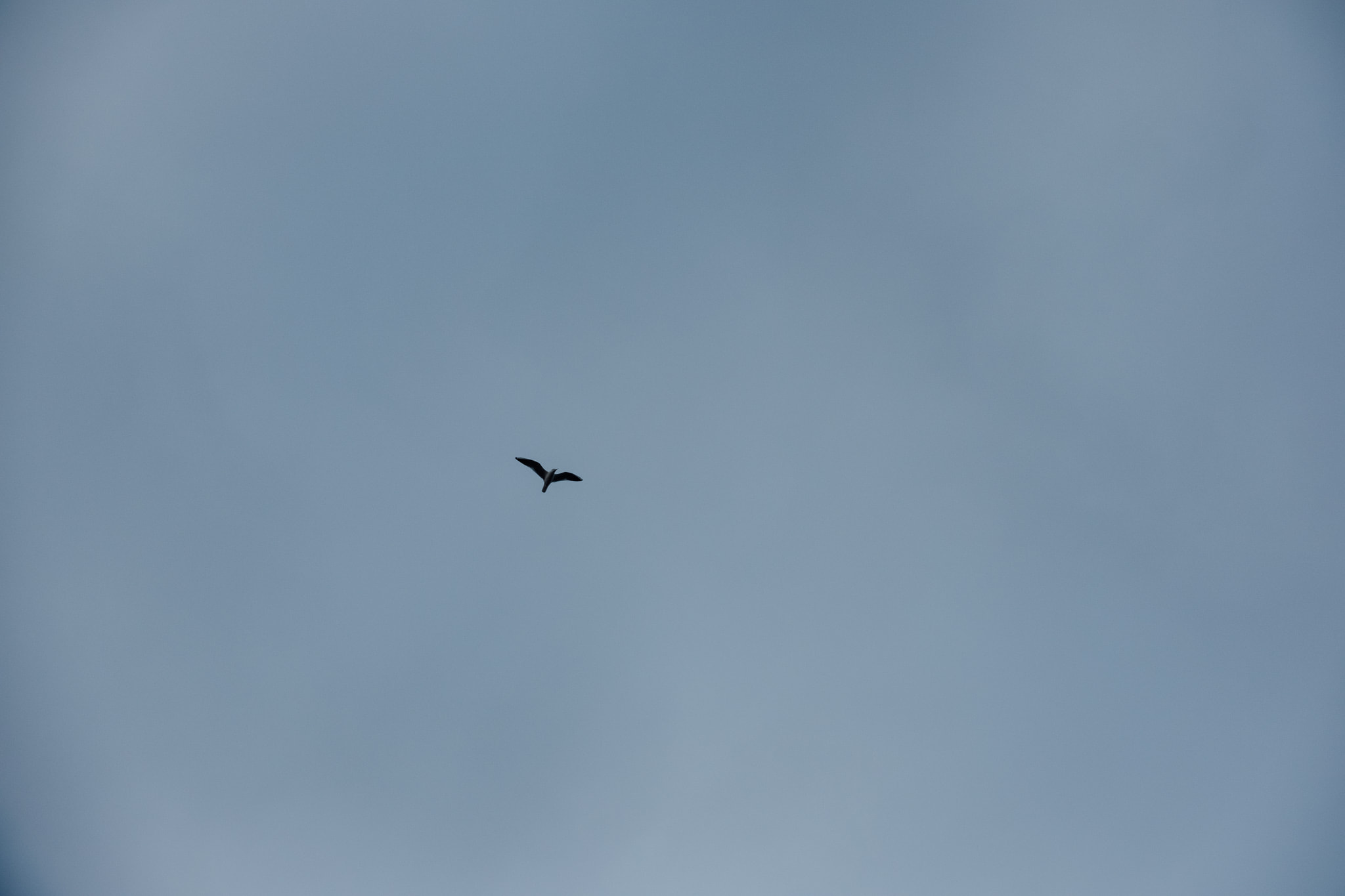 Lone bird silhouette soaring across pale overcast sky